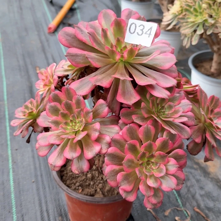 美姬法师一颗，034