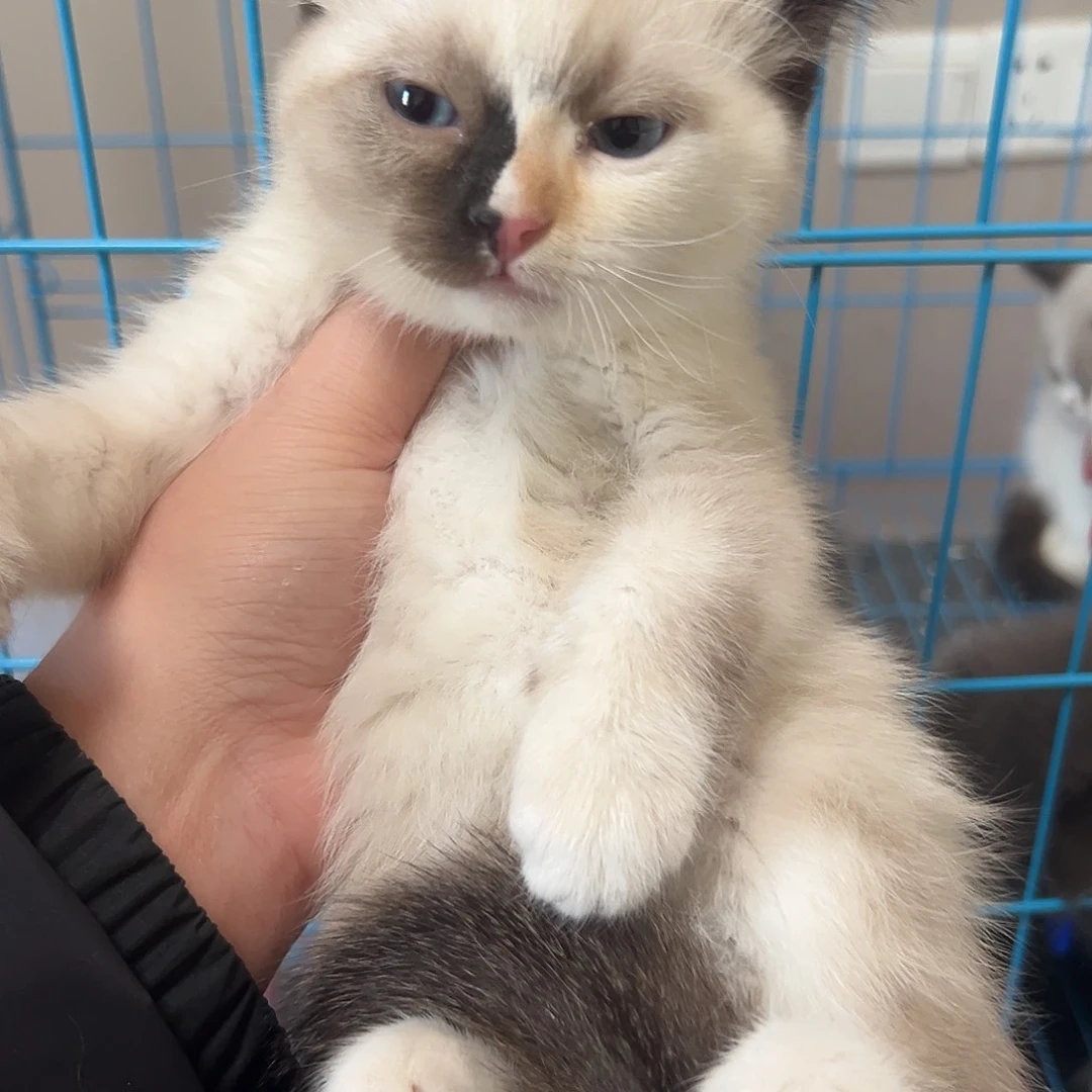 布偶串串布偶串串，喜欢的直拍