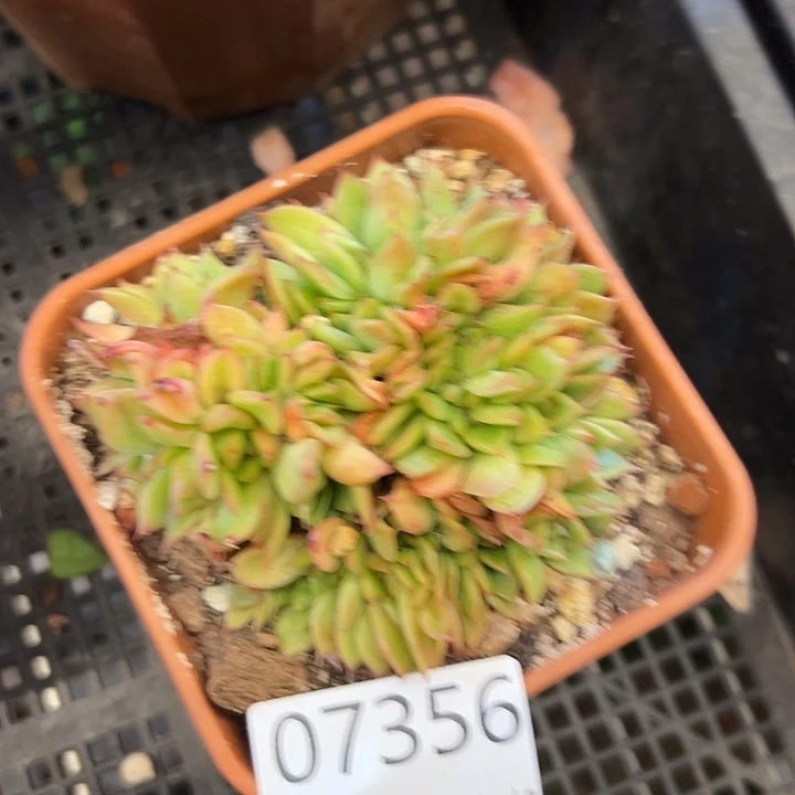 幸运的是我还没遇到过这样