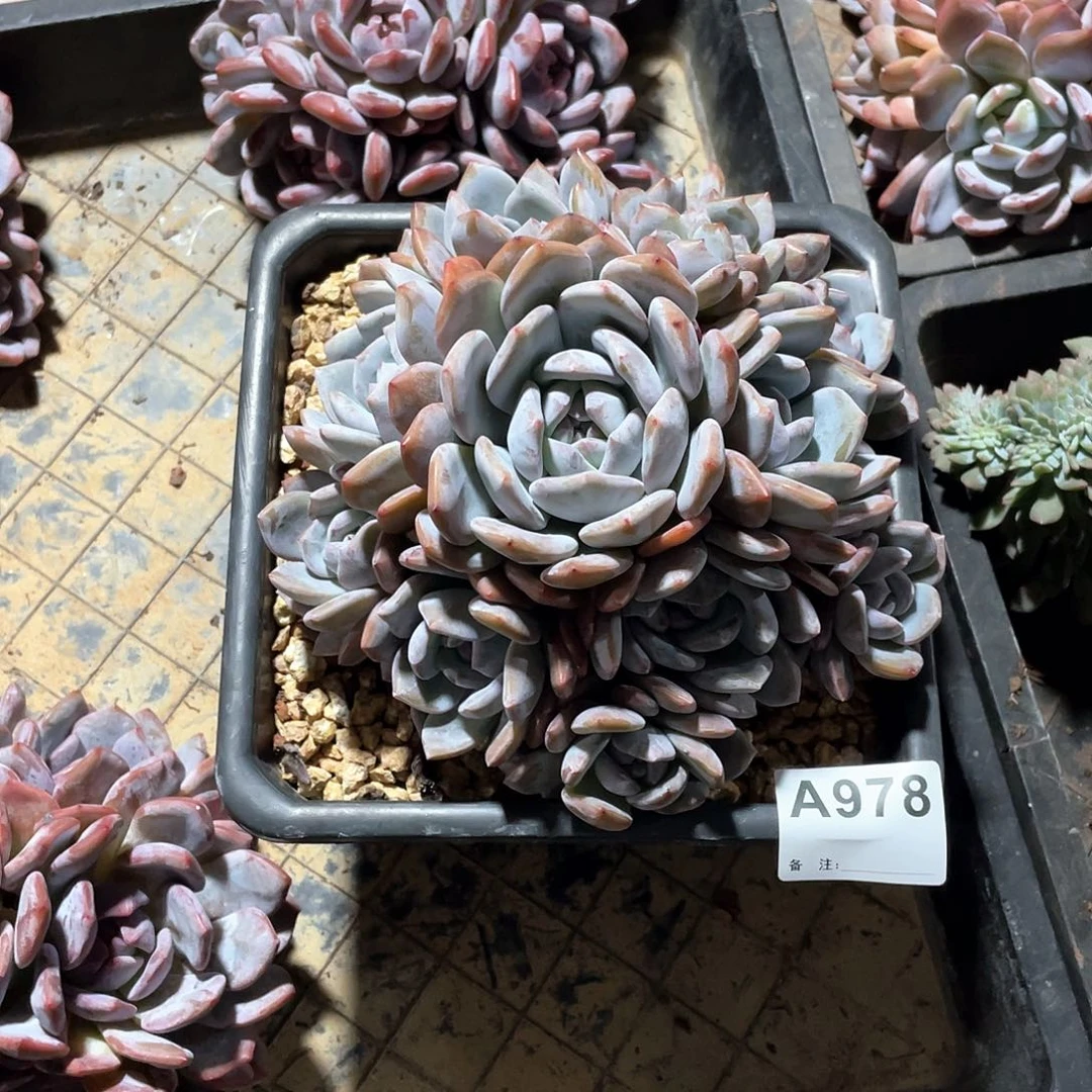 ****哈978多肉植物多肉植物