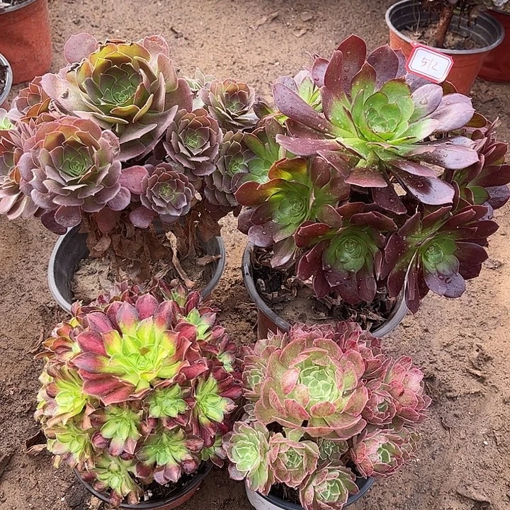 512多肉植物组合，