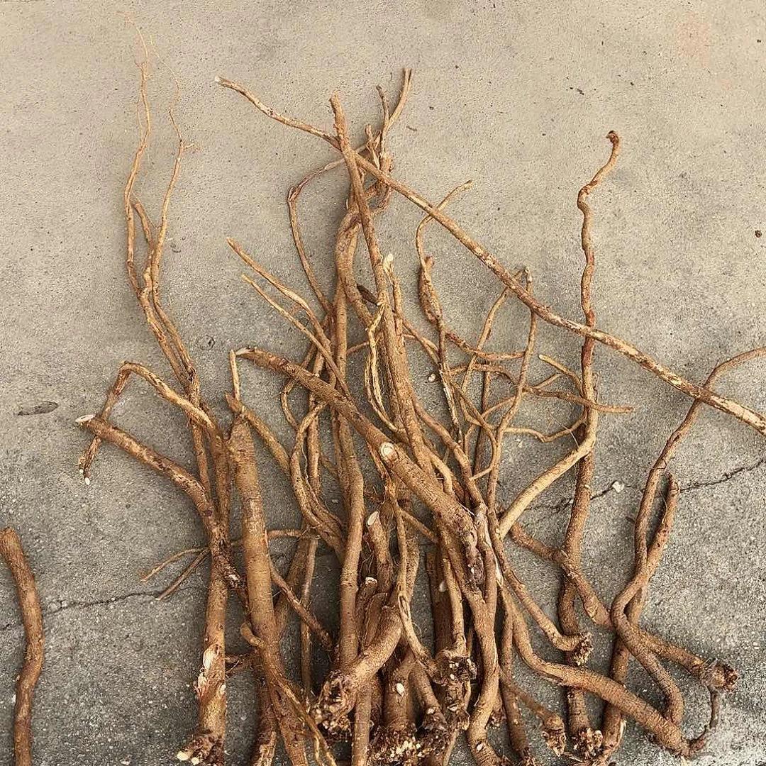 洪***兴中国大陆广西野生千斤拔1斤