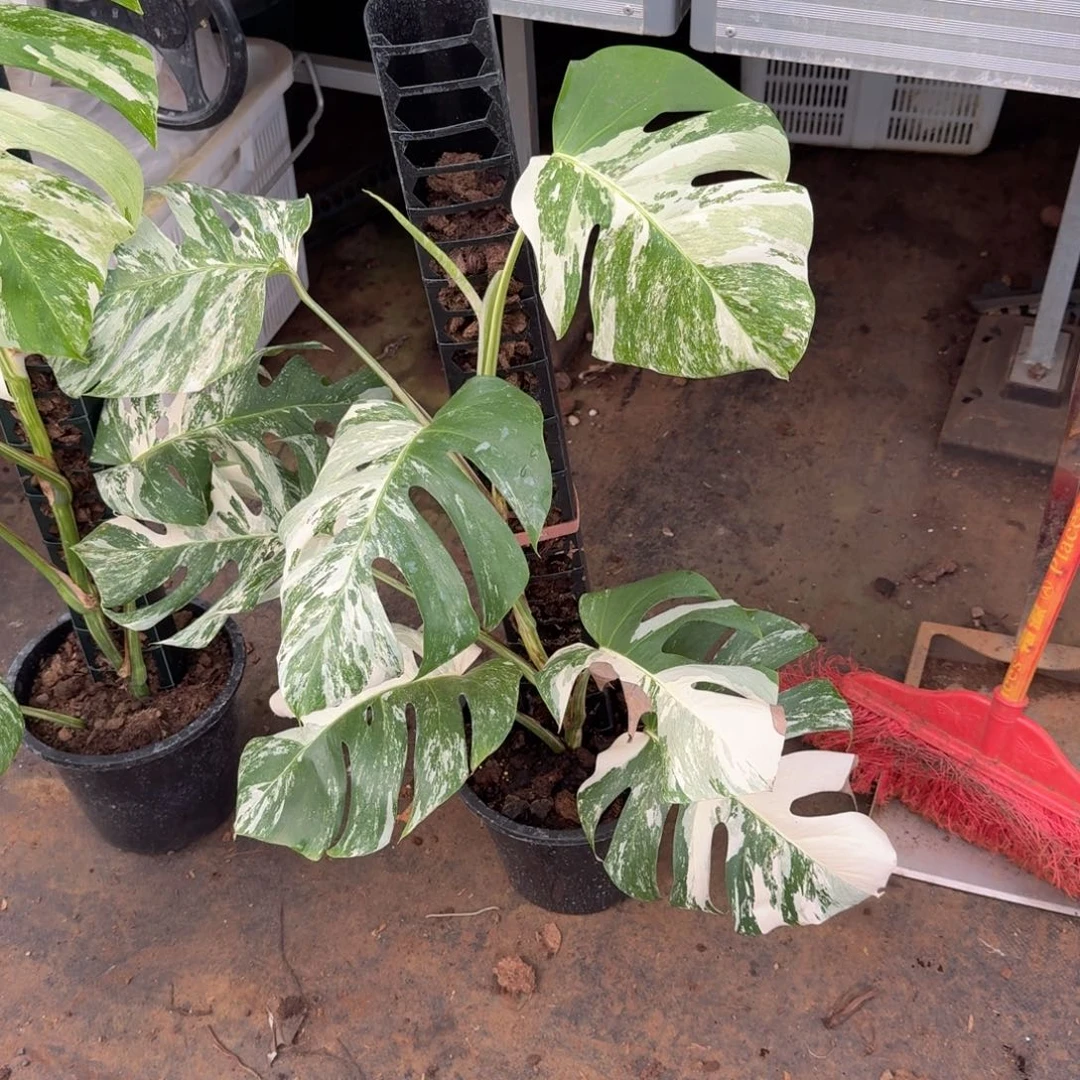 新***店无花朵柱子哥泰国热值白龟168