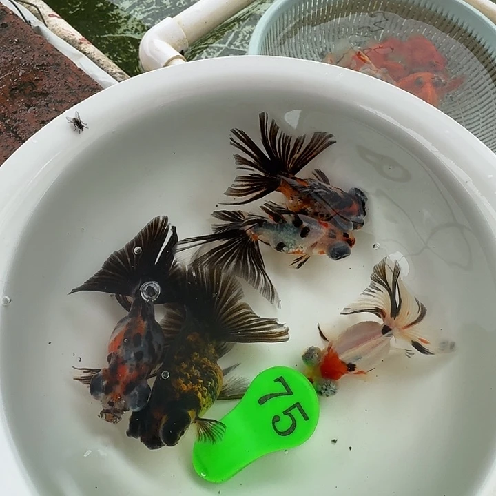 金鱼包邮包活到家