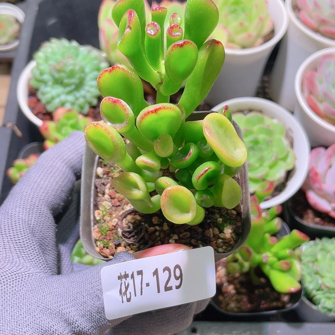 花利美17-129吸财树