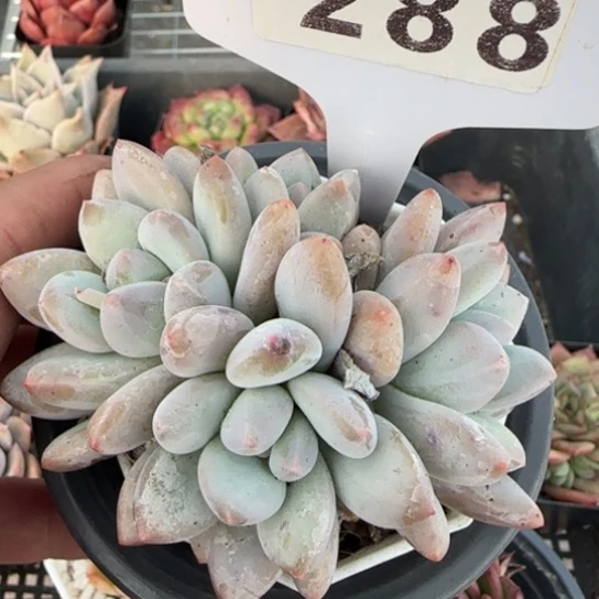 288香水 一物一拍多肉