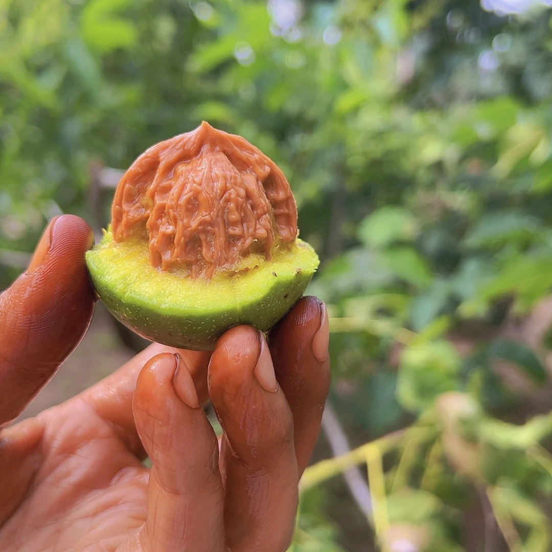 桃核吊坠全尺寸青皮盘山四个随机发