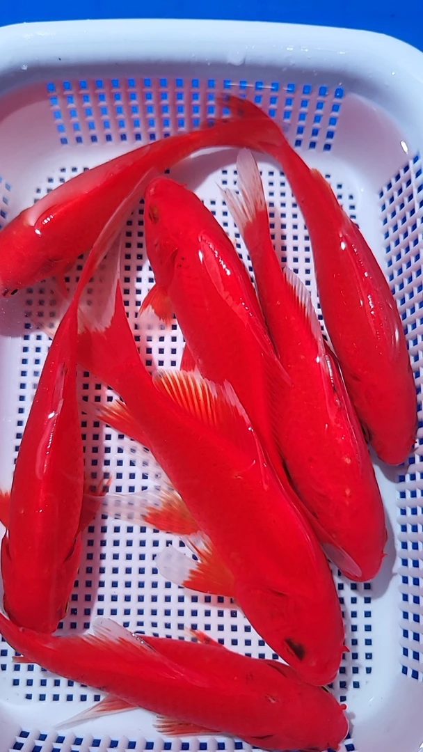 7号【大展宏图 7条红金10-12公分】冷水观赏鱼 包邮