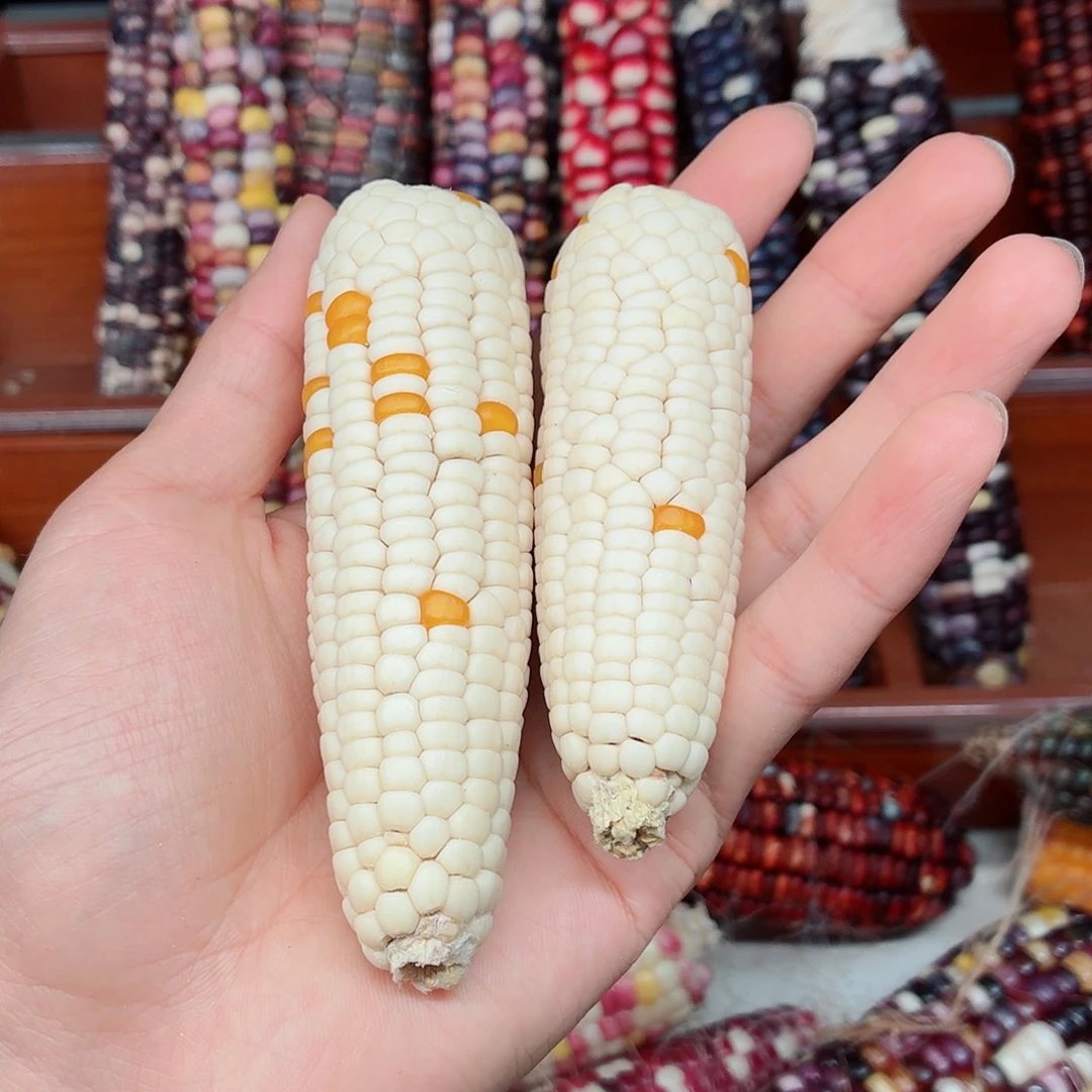 瑾***佳吊坠白玉菩提文玩玉米毛料精品