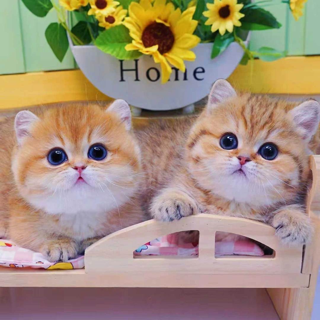 小彤宠物猫活体链接猫崽