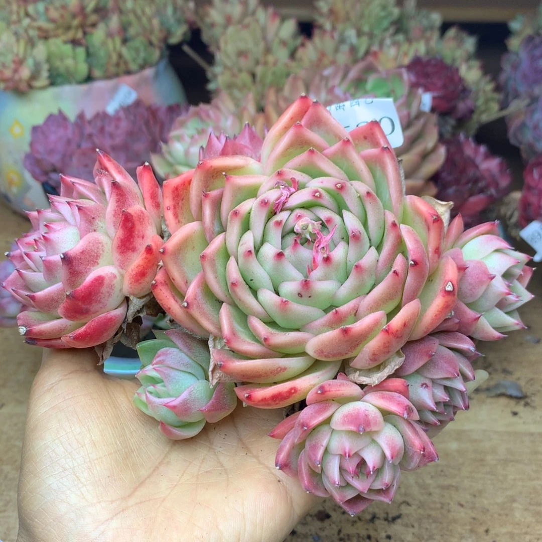 4520杂交精品基地15厘米