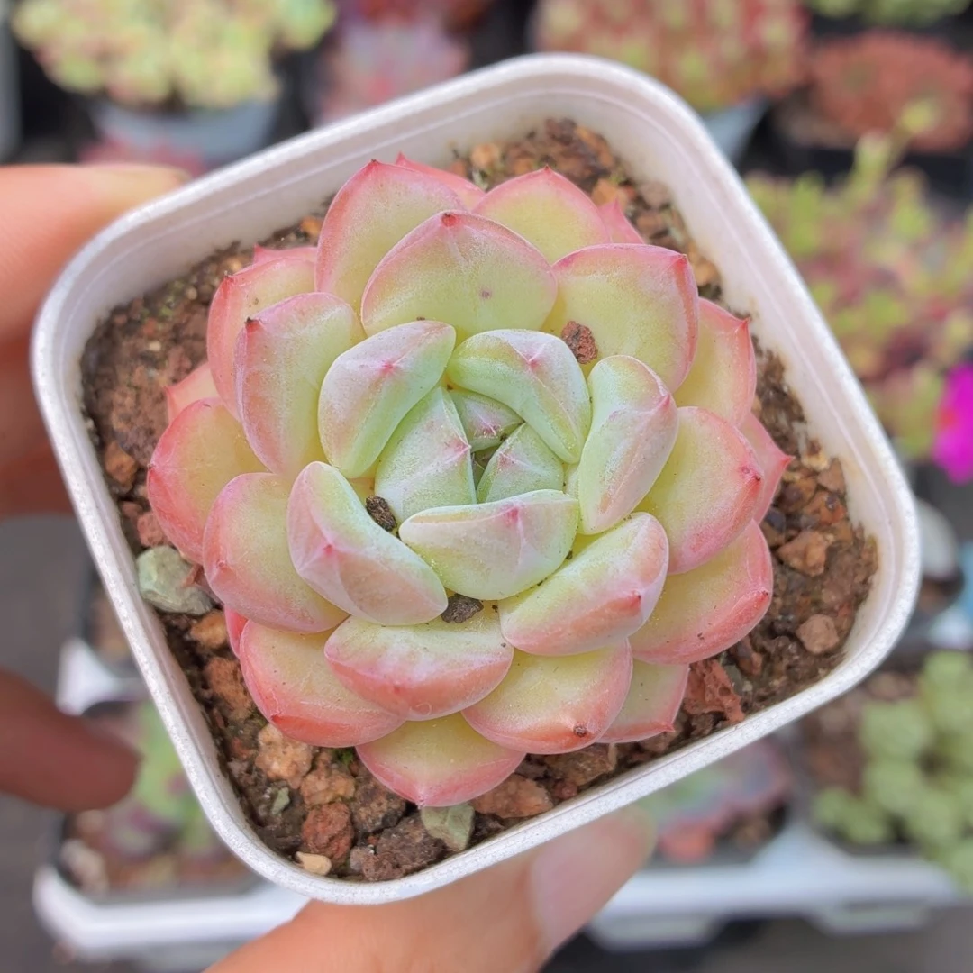 精控杂交多肉9.9包邮发货