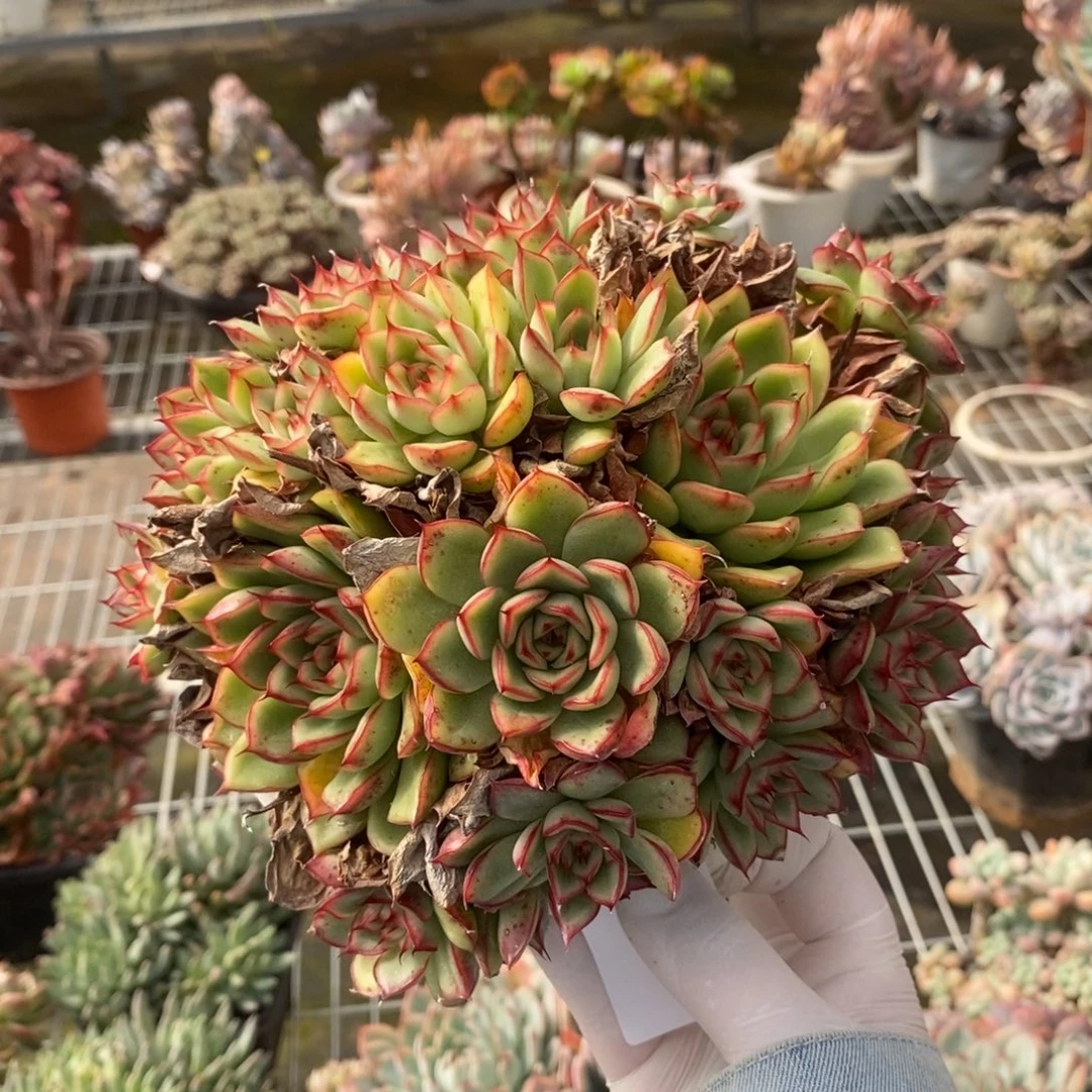 2391萤火虫一物一拍