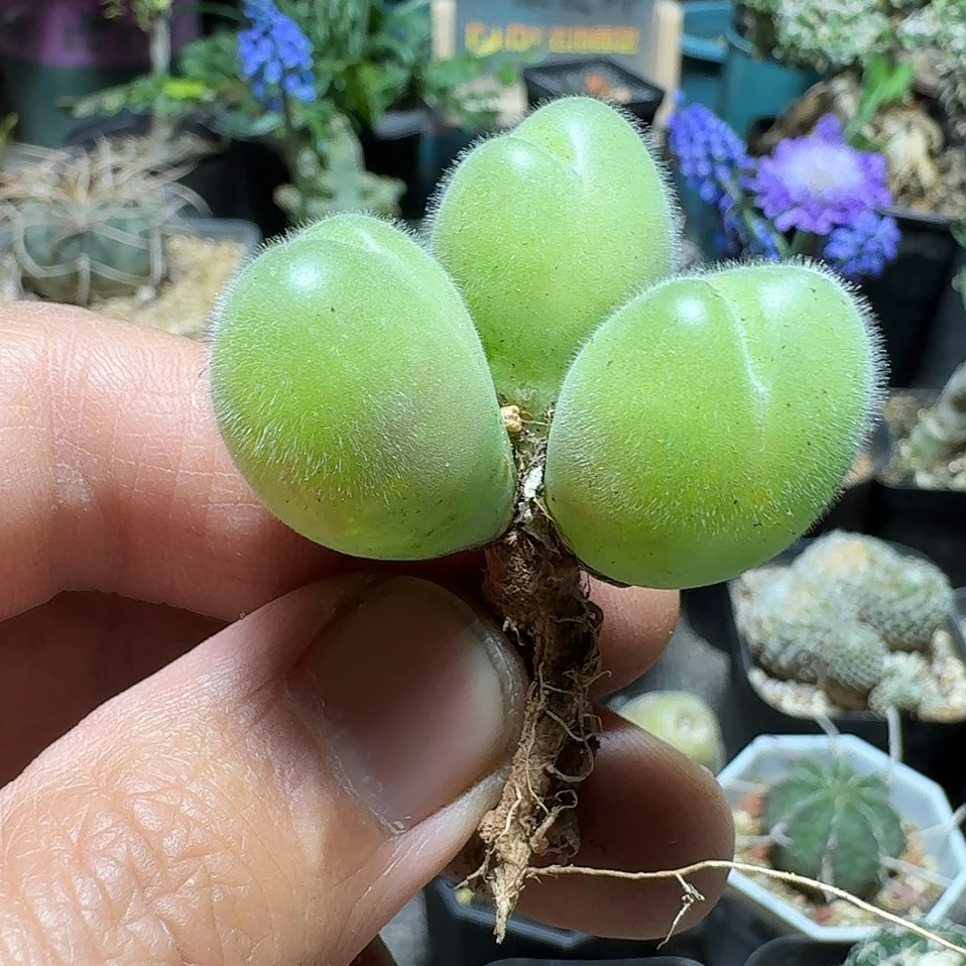 345长毛毛翠滴脱土发货