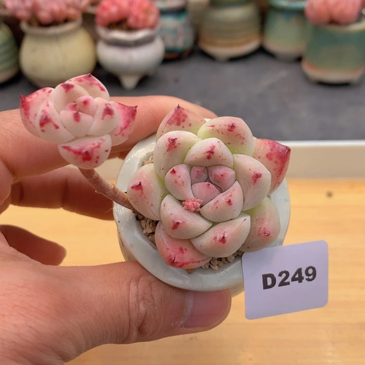 一物一拍满38包邮D249