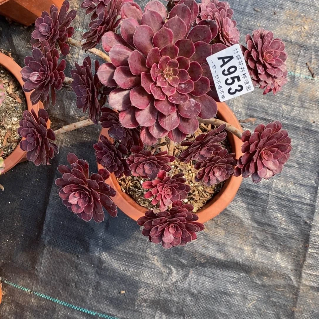 953黑天鹅妖桩福利