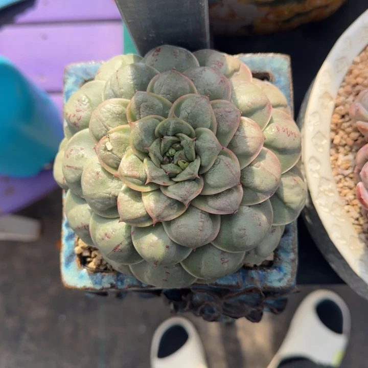 雨滴杂 单头 一物一拍