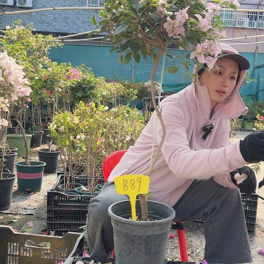 开***心大部分花苞少量开放B89丽娜