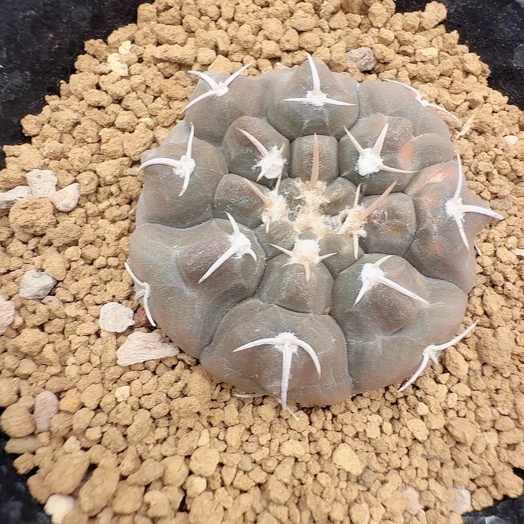 实生龟甲铅皮脱土发货
