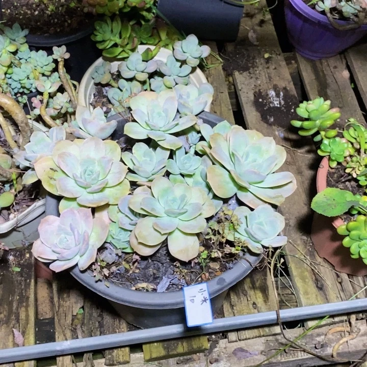 小***粥一物一拍一物一拍