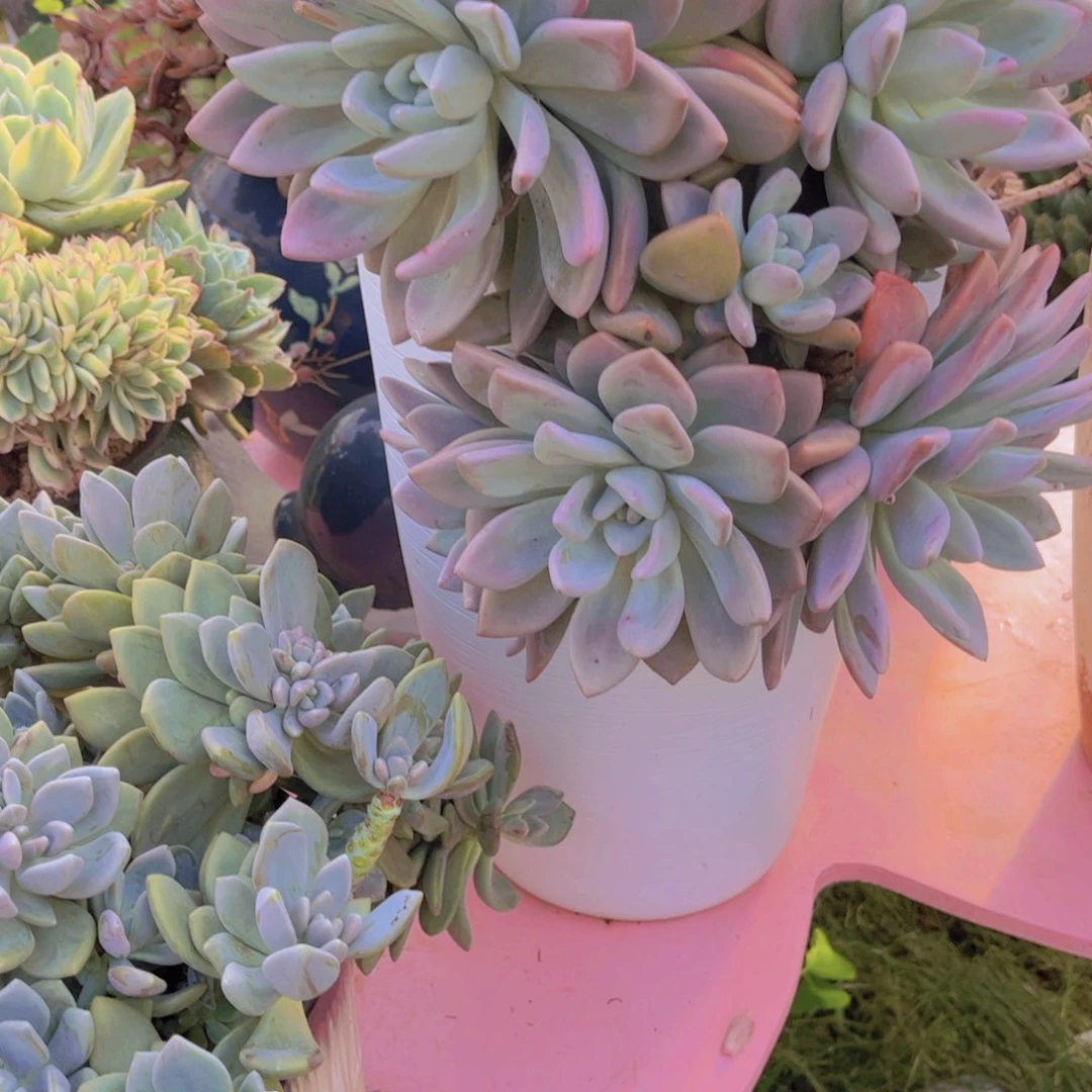 清*多肉植物保护研究所