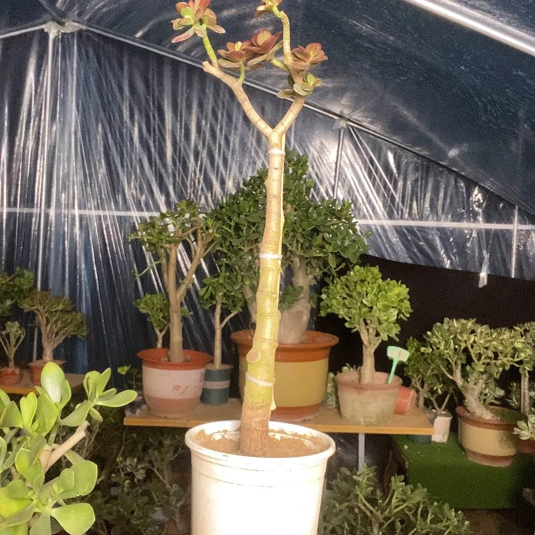 用***3当前无花栽培后可以开花