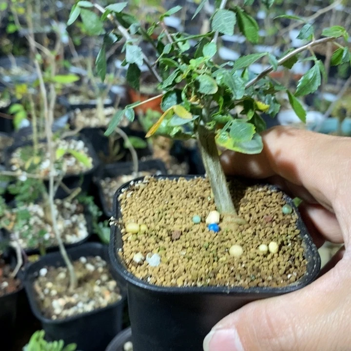 玛丽实生带盆土没药