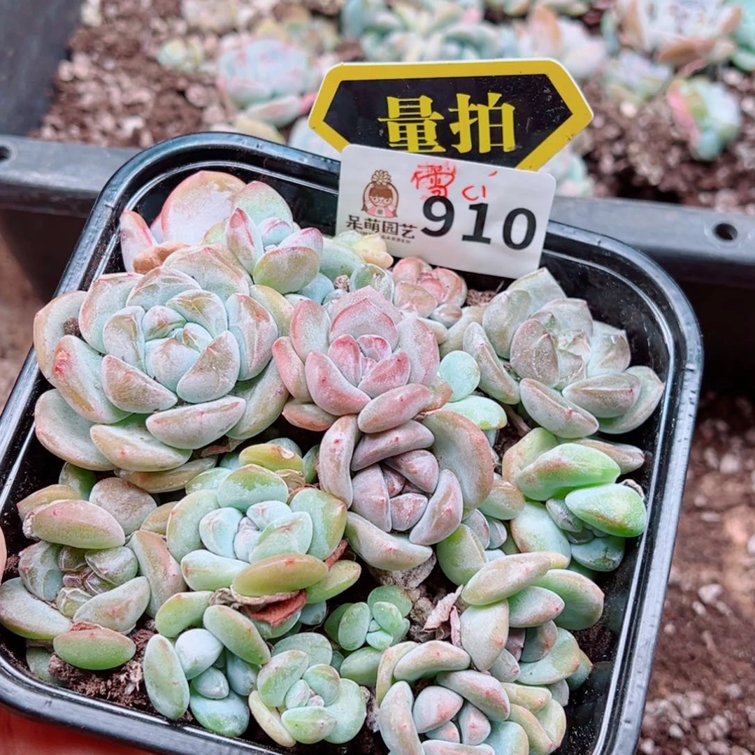 多肉植物多肉植物