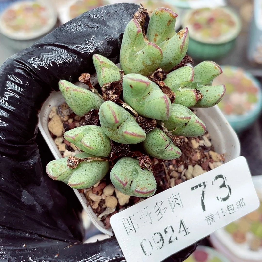 生石花18包邮0924-73