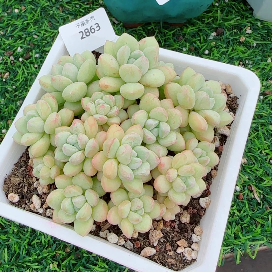 泡泡糖无砍，2863多肉植物