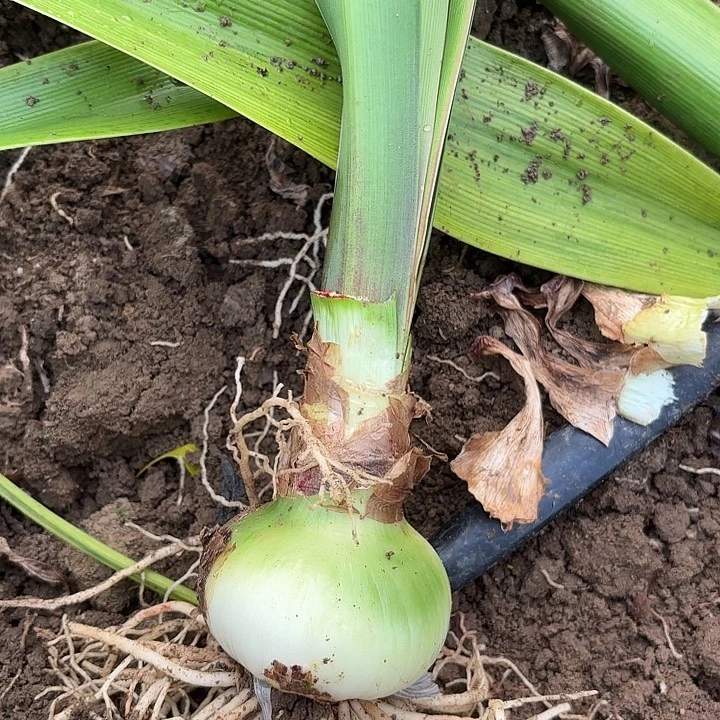 无花朵单瓣黑天鹅包对版