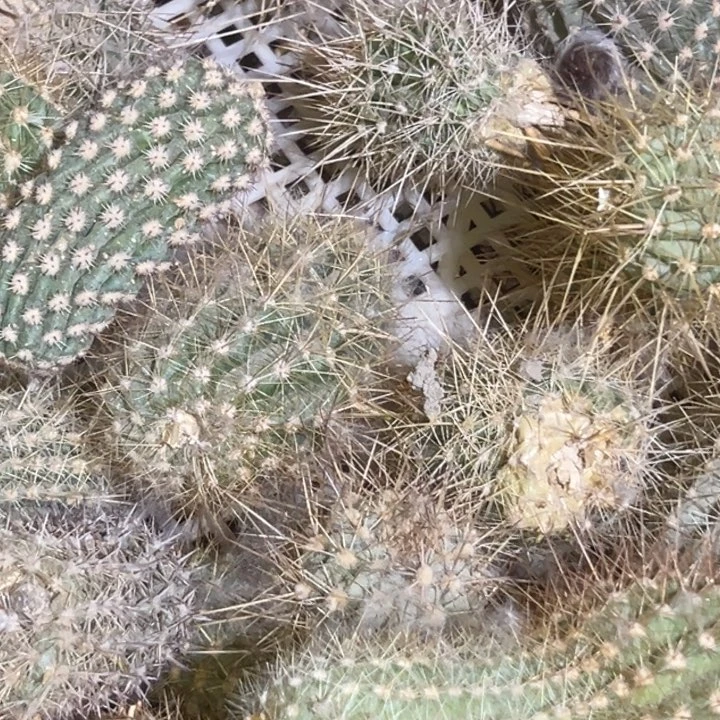 杂交毛花柱瑕疵破烂球随机