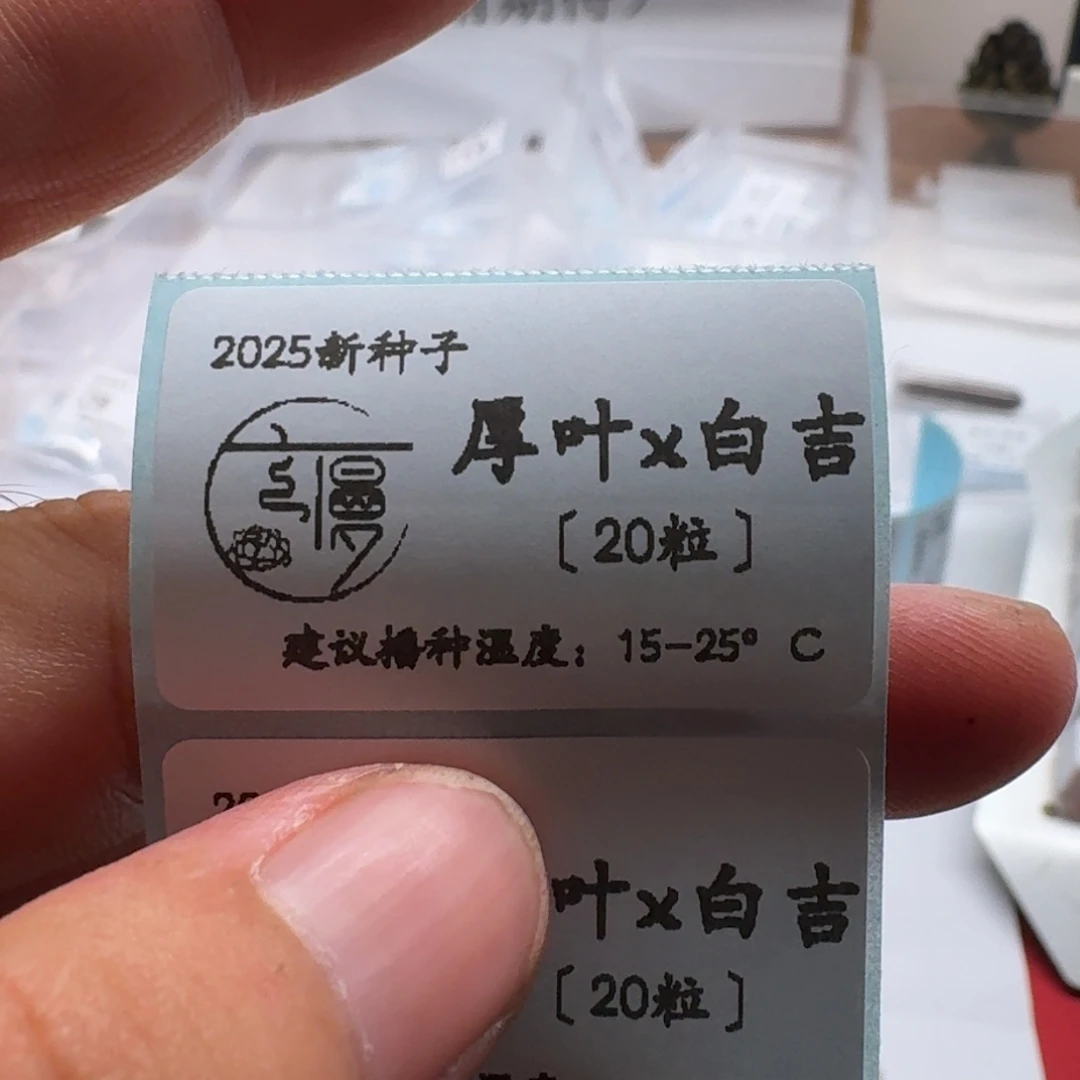 云慢2025新种子糖珍系20粒