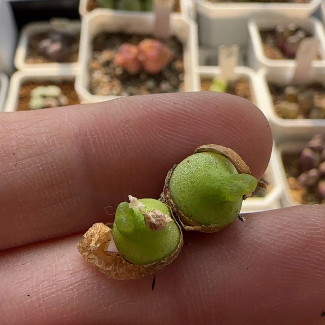 【闪购商品】再****@7964