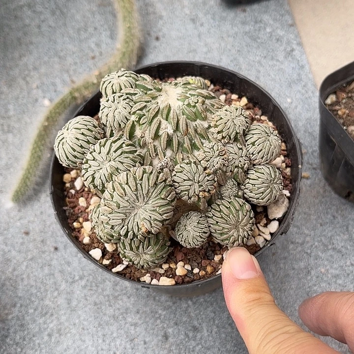 无花朵精巧丸仙人球