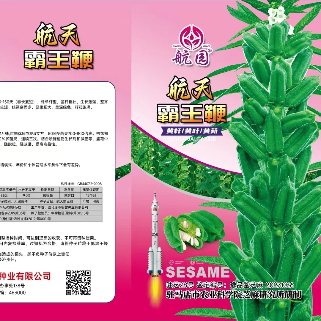 航天霸王鞭，高产三黄芝麻矮脚三花四棱籽粒雪白芝麻正宗芝麻种子