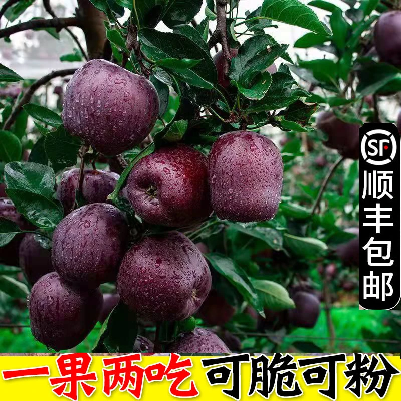 【顺丰包邮】甘肃天水花牛苹果脆粉两吃新鲜采摘产地直邮当季水果