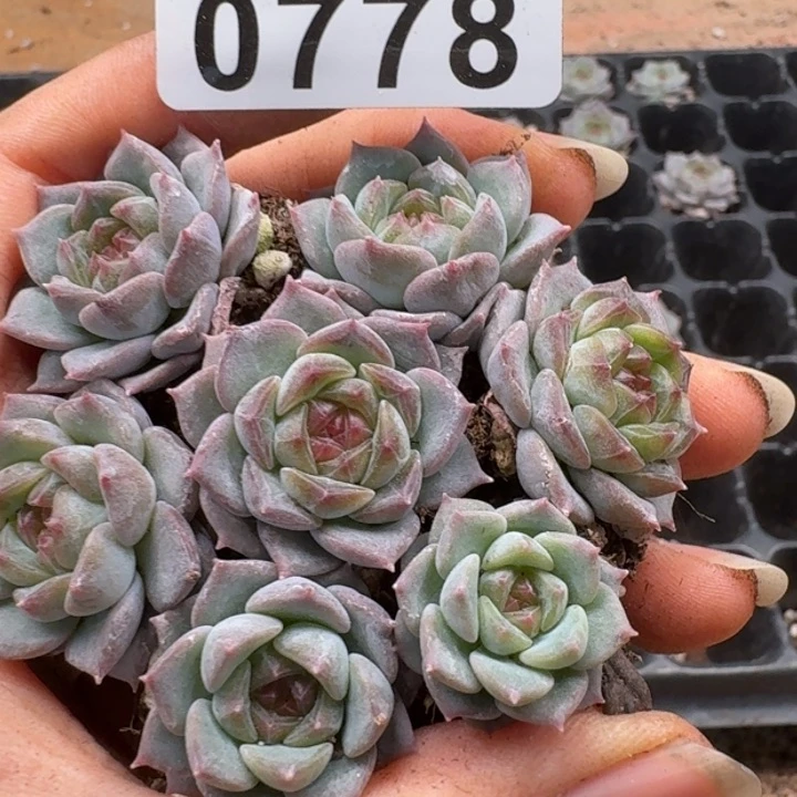 多肉植物多肉植物