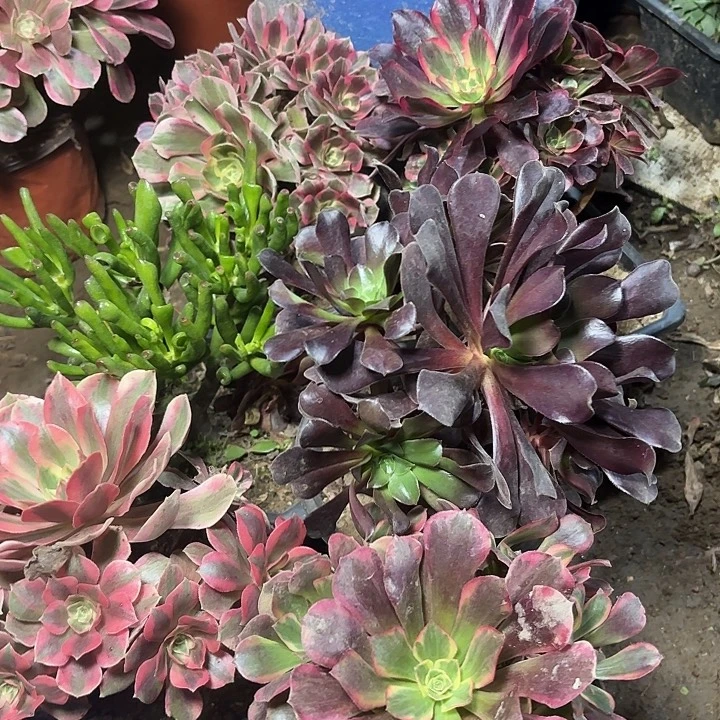 多肉植物法师6颗18