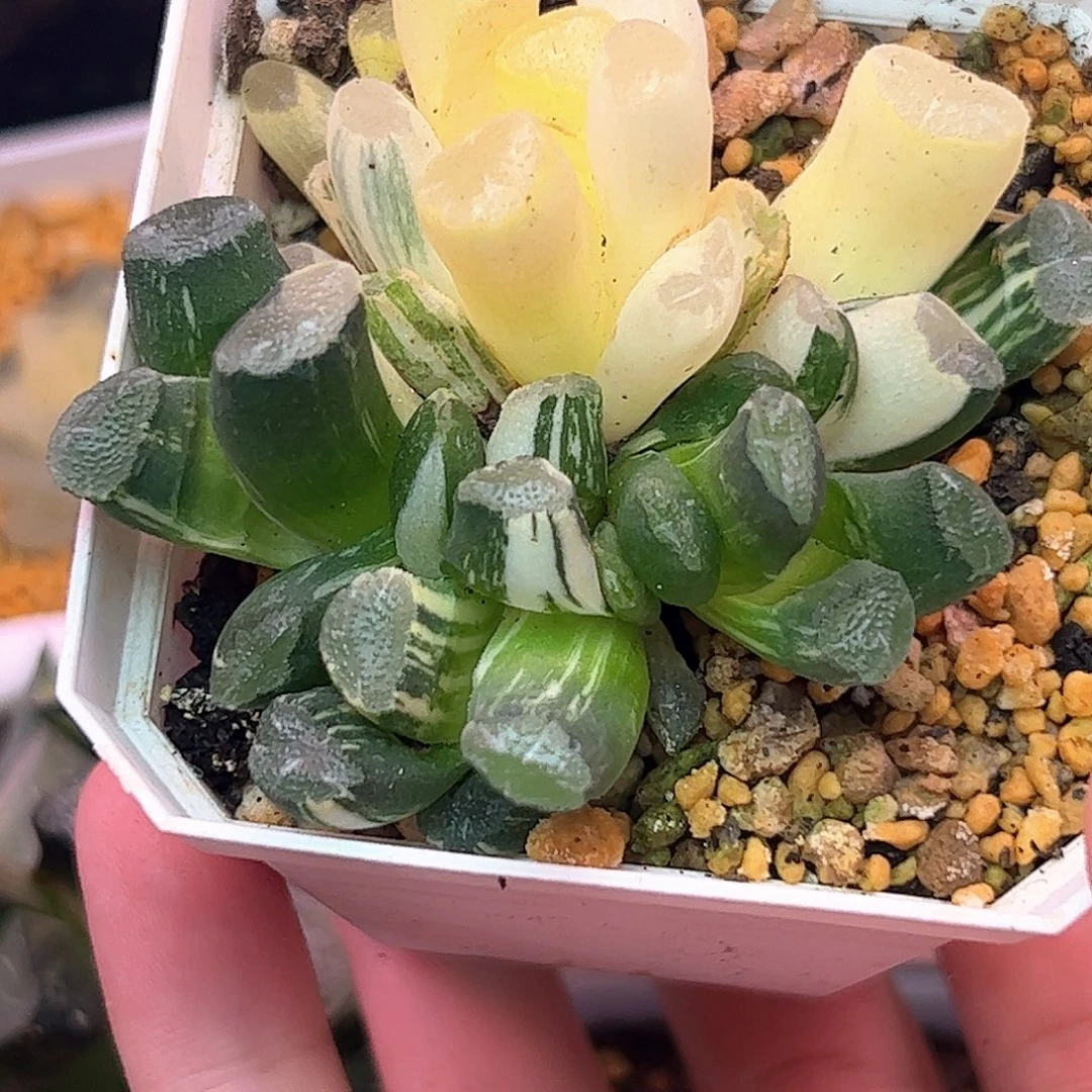 Om锦群锦十二卷多肉植物