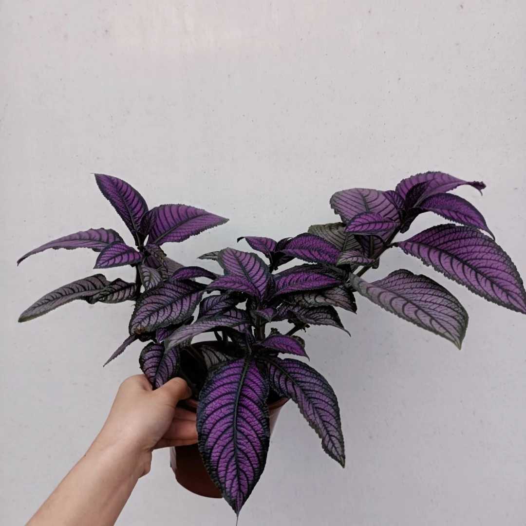 【波斯红叶】网红室内盆栽彩叶观叶类植物梦幻紫