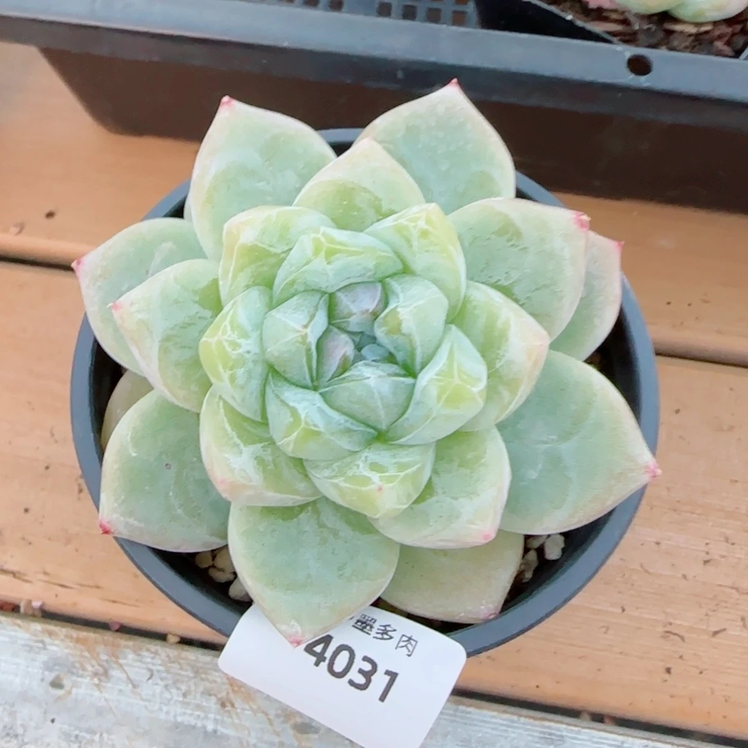 白泽，4031多肉植物
