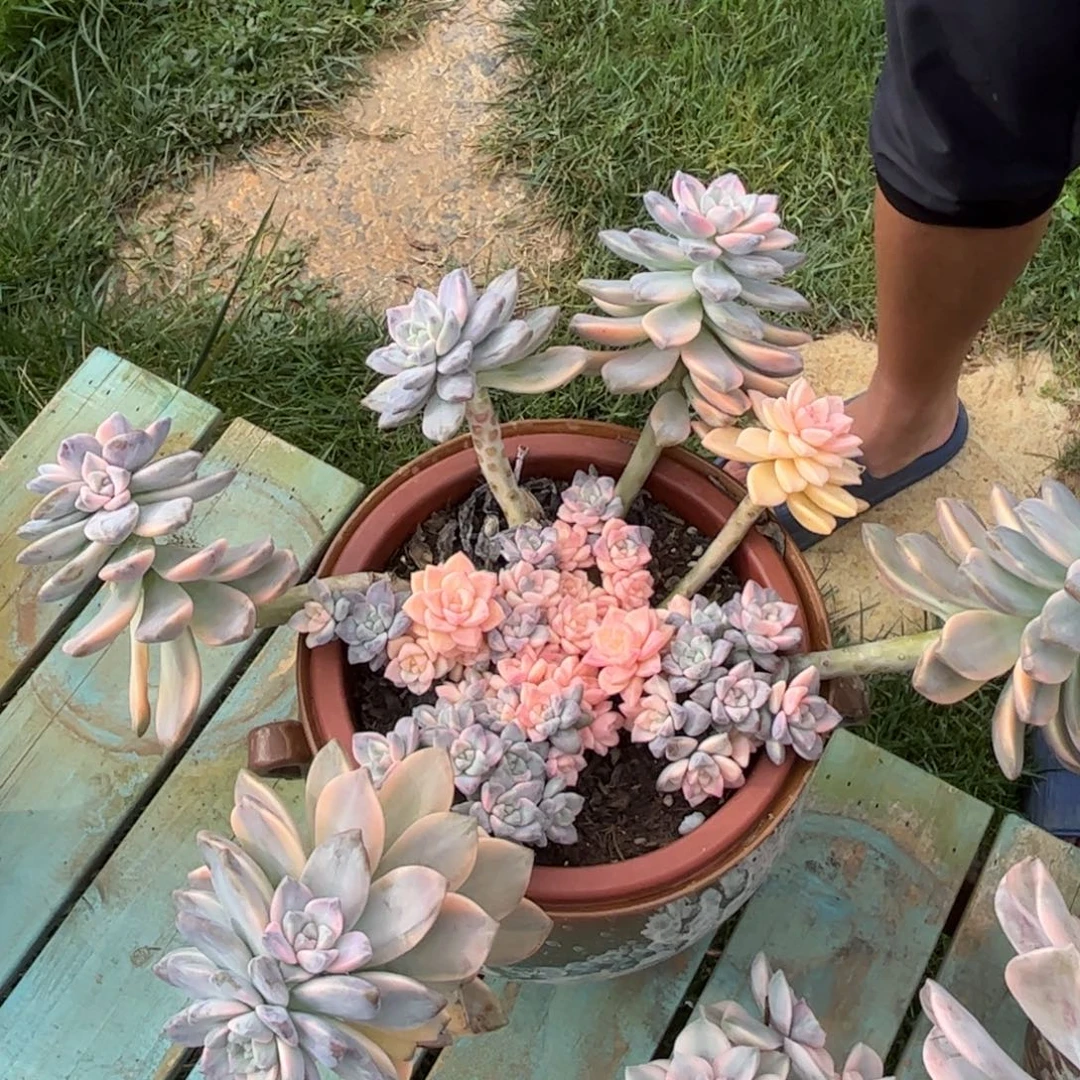 淡雪锦多肉植物老桩