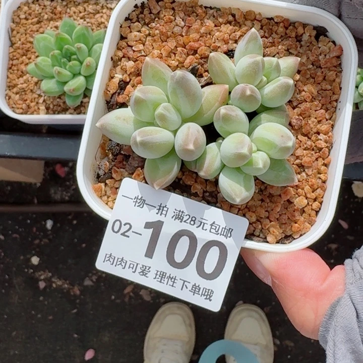 松果美人无盆土发货多