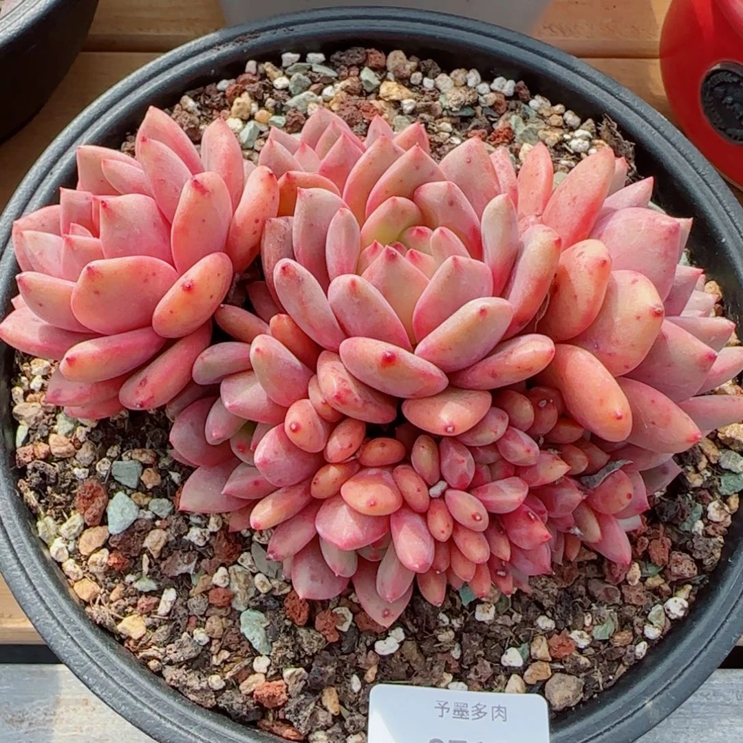 爱丽儿，9718多肉植物