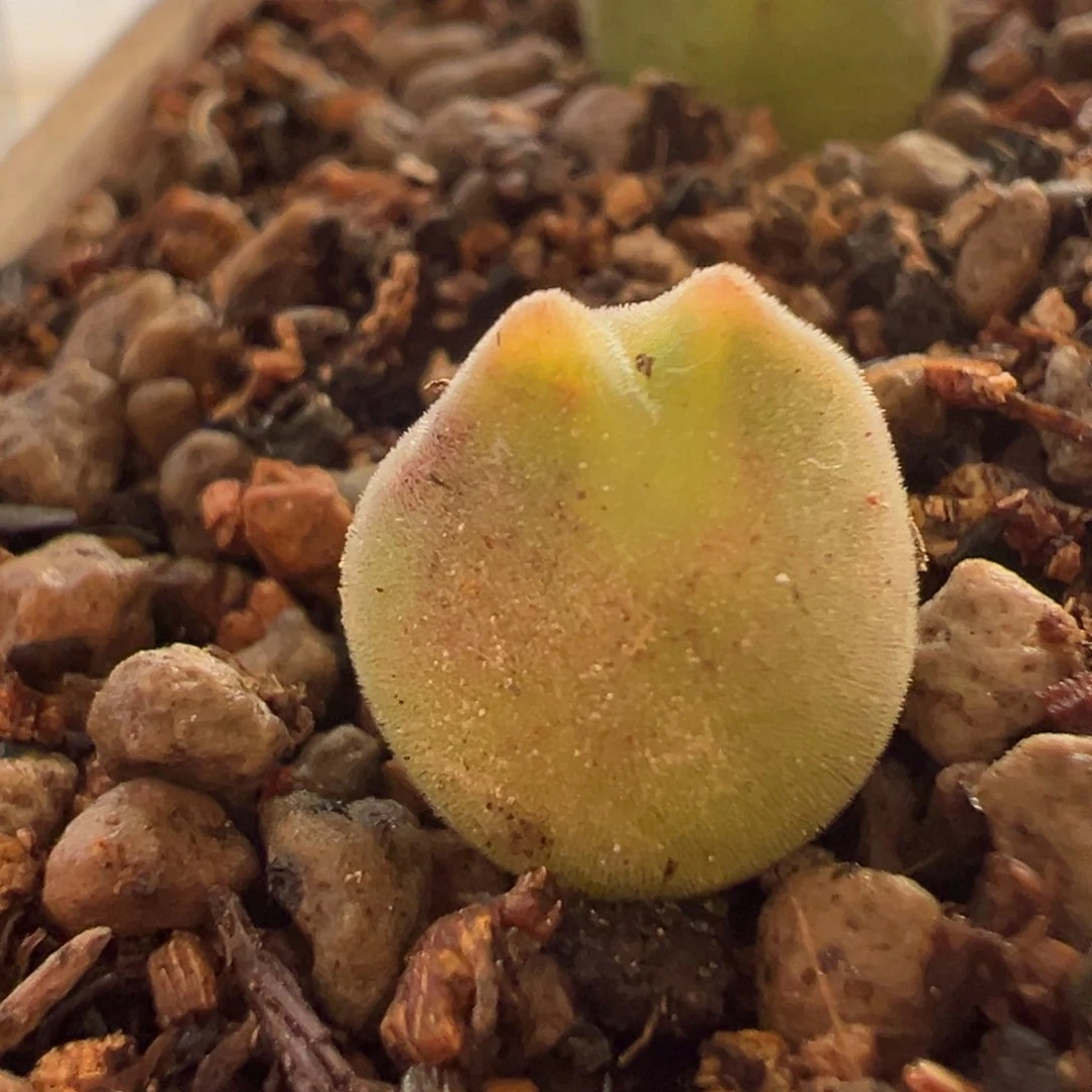 龙猫体尖尖耳空蝉多肉