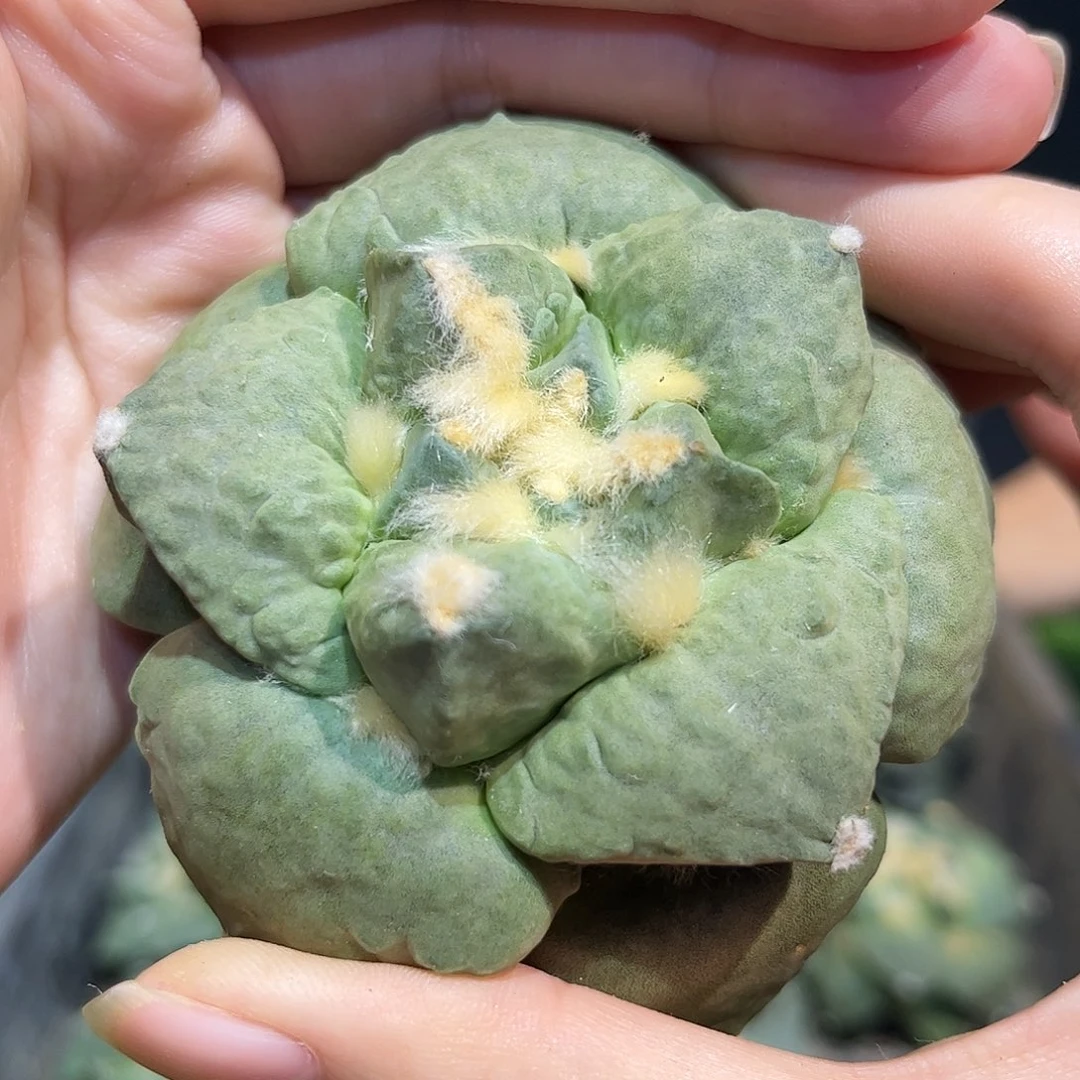 6.5cm实生丸尤青瓷牡丹肥嘟嘟