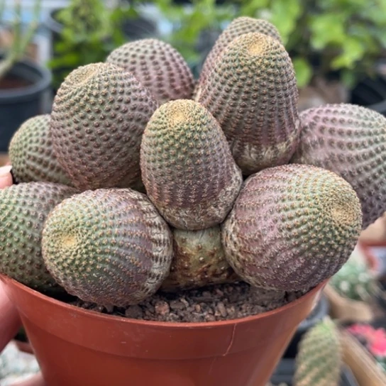 当前无花栽培后可以开花多头黑蝎子