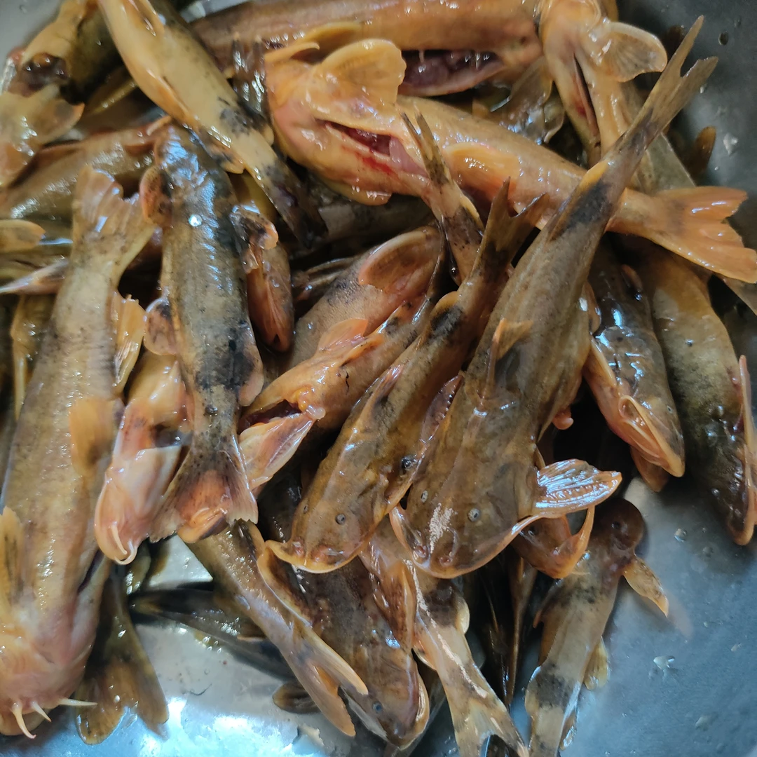 坦纹鱼野生草鞋鱼2斤纹胸鮡新鲜速冻发货杀好2斤净重顺丰包邮