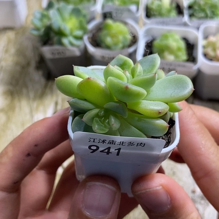 标签941甜心208一个多肉